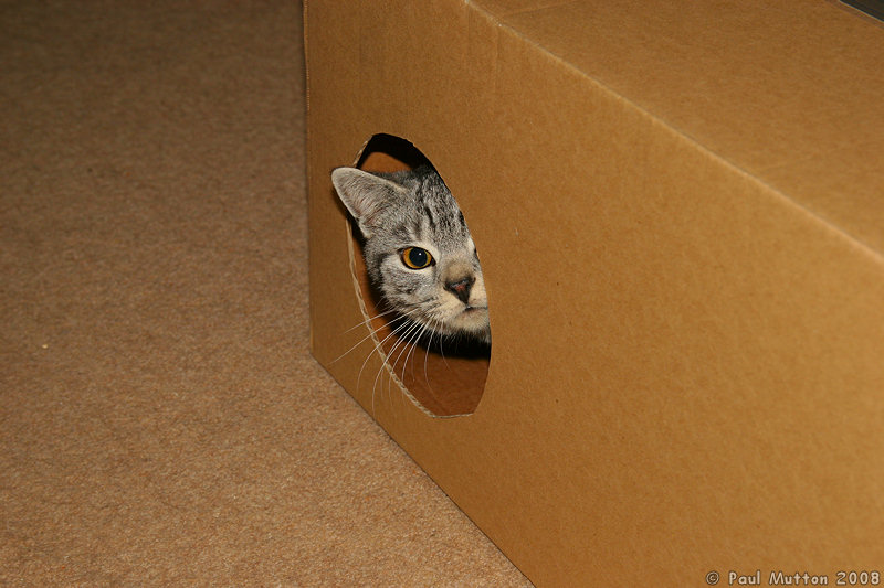 IMG 4896 Cat in Cardboard cat house